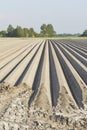 Dead straight furrows in a field