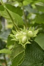 Green unripe hazelnuts on a tree Royalty Free Stock Photo