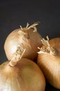 Three yellow onions against a dark background Royalty Free Stock Photo