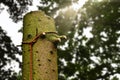 A spruce tree is felled. Cutting down of tree, logging.