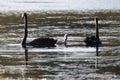 Black Swan family Royalty Free Stock Photo