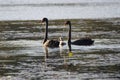 Black Swan family Royalty Free Stock Photo
