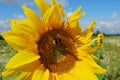 Sunflower head and bee with blue sky and meadow background Royalty Free Stock Photo