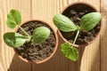 Zucchini seedlings in orange plastic containers