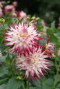 Semi-cactus Dahlia blossoms White with purple edges Royalty Free Stock Photo