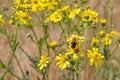 Close-up of a hoverfly on ragwort flowers Royalty Free Stock Photo