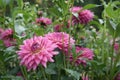 Decorative lilac-rose Dahlia blossoms outdoor Water drops