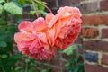 Two pink English roses dotted with raindrops Royalty Free Stock Photo