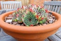 Spiky succulent potted plant on a garden table Royalty Free Stock Photo