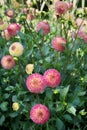 Bicolor pompon Dahlias Pink to yellow color Outdoor Garden