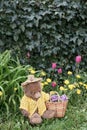 Teddy bear with a basket sitting in a garden Tulips, Dandelion flowers ivy