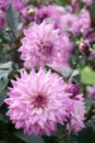 Close-up on a pink decorative Dahlia. Other Dahlias in the background