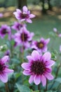 Close-up on a lilac-pink Anemone-Flowering Dahlia between others in a garden