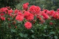 Decorative orange-red Dahlia blossoms in a garden Trees background Royalty Free Stock Photo