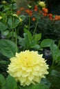 Yellow decorative Dahlia blossom close-up Garden Daylight Royalty Free Stock Photo