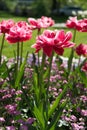 Double-flowered tulips Raspberry-pink color Garden Spring Columbus