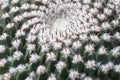 Closeup of green spherical cactus with white fluff and red thorns Royalty Free Stock Photo