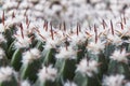 Closeup of green spherical cactus with white fluff and red thorns Royalty Free Stock Photo