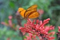 Orange Julia Heliconian (Dryas iulia) Butterfly on Red Flower