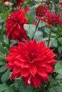 Red decorative Dahlia blossom between others. Royalty Free Stock Photo