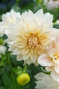 Decorative Dahlia blossom close-up creamy-beige color. Royalty Free Stock Photo