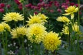 Yellow semi-cactus Dahlias in a garden. Royalty Free Stock Photo
