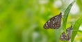 Blue Tiger perched on green foliage in peaceful natural environment Royalty Free Stock Photo