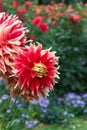 Decorative Dahlia blossoms close-up. Royalty Free Stock Photo