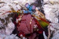 Smashing Mantis Shrimp Royalty Free Stock Photo