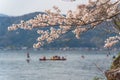 Kayakers paddling near rocky shore of Lake Biwa with cherry blossoms. Takashima, Shiga, Japan. Royalty Free Stock Photo