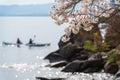 Kayakers paddling near rocky shore of Lake Biwa with cherry blossoms. Takashima, Shiga, Japan. Royalty Free Stock Photo
