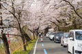 Crowded road with tourists and traffic at Kaizu Osaki cherry blossom festival. Shiga, Japan. Royalty Free Stock Photo