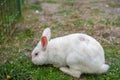 White rabbit with pink eyes sitting on green grass in natural field environment. Cute rabbit with brown spots and long ears Royalty Free Stock Photo