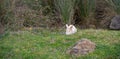 White rabbit with pink eyes sitting on green grass in natural field environment. Cute rabbit with brown spots and long ears Royalty Free Stock Photo