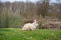 White rabbit with pink eyes sitting on green grass in natural field environment. Cute rabbit with brown spots and long ears Royalty Free Stock Photo