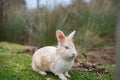 White rabbit with pink eyes sitting on green grass in natural field environment. Cute rabbit with brown spots and long ears Royalty Free Stock Photo