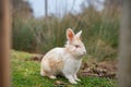 White rabbit with pink eyes sitting on green grass in natural field environment. Cute rabbit with brown spots and long ears Royalty Free Stock Photo