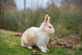 White rabbit with pink eyes sitting on green grass in natural field environment. Cute rabbit with brown spots and long ears Royalty Free Stock Photo
