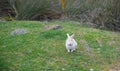 White rabbit with pink eyes sitting on green grass in natural field environment. Cute rabbit with brown spots and long ears Royalty Free Stock Photo