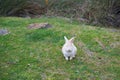White rabbit with pink eyes sitting on green grass in natural field environment. Cute rabbit with brown spots and long ears Royalty Free Stock Photo