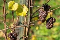 Cluster of Pinot Noir grapes growing in Munot vineyard. Schaffhausen, Switzerland Royalty Free Stock Photo