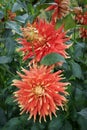 Orange-red Dahlia blossoms close-up Outdoor foliage Royalty Free Stock Photo