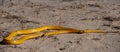 DSC_4478 - Cape Cobra (Naja nivea) Kgalagadi Transfortier Park, South Africa. jpg Royalty Free Stock Photo