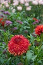 Dahlia blossom Fimbriated petals Orange-red color Garden Royalty Free Stock Photo