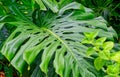 Close-up beautiful monstera philodendron plant