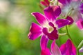 Close-up Cattleya orchids