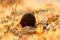 Oak gall on the ground near oak tree caused by gall wasps. Royalty Free Stock Photo