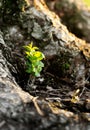 Small green plant growing near a big tree on a sunny morning Royalty Free Stock Photo