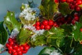 DSC_0012-Foliage and holly berries in winter under the snow. Royalty Free Stock Photo