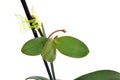 Keiki of Phalaenopsis orchid with roots and leaves Royalty Free Stock Photo